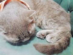 -猫色咖啡·猫咖