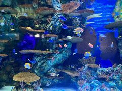 -上海海洋水族馆