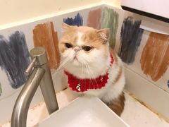 -滚猫咖啡·猫咖·猫友好撸猫(未来城店)