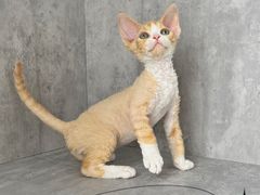 -小猫来了·猫舍(红山六九七九店)