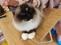 -Let's go狗咖·猫咖·奶狗·桌游(春熙路IFS店)
