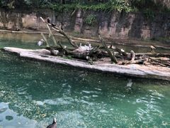 -奥兰多迪士尼动物王国乐园