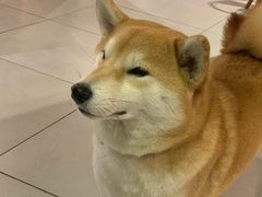 -柴务处·柴犬主题狗咖