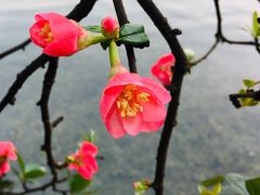 -棠湖公园