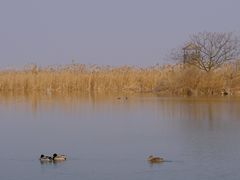 -盐城丹顶鹤湿地生态旅游区
