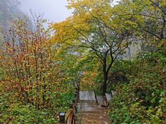 -青峰峡国家森林公园