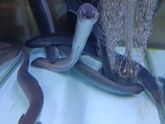 -味家烤肉烤鳗鱼牛排(西塔旗舰店)