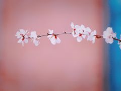 -桃花堤公园