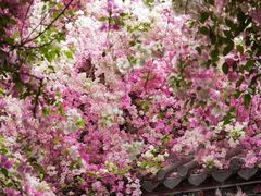 -深圳国际园林花卉博览园