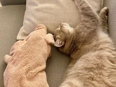 -熊小胖宠物生活馆(天华园店)