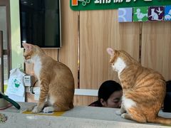 -瑞鹏宠物医院·夜间急症·心超·猫科(祖庙分店)