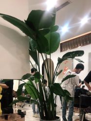 点击看大图 -DH2 hair
