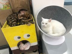 -糯米喵星人·撸猫猫舍咖啡馆(西市场嘉华店)