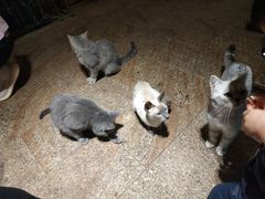 -more than meow吴止猫主题餐厅(承德 中船汇店)