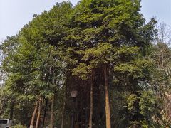 -青城道汤池