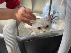 -PETKIT小佩宠物(古北店)