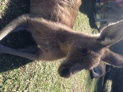 CURRUMBIN&nbsp;&nbsp;WILDLIFE&nbsp;SANCTUARY-可伦宾野生动物保护区
