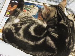 -猫大福·Fortune Cat猫舍(百子湾店)