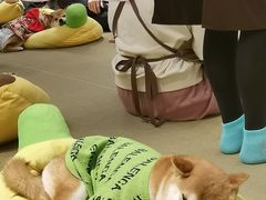 -逗柴咖啡屋·狗咖猫咖宠物桌游