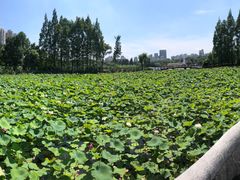 -黄兴公园
