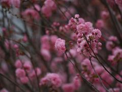 -天适樱花悠乐园