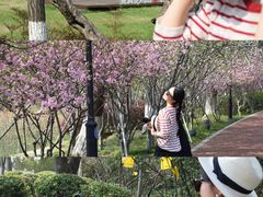 -金鸡湖桃花岛
