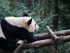 -成都大熊猫繁育研究基地