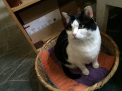 Anne猫窝咖啡屋-Anne猫窝咖啡屋