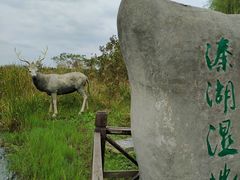 -溱湖国家湿地公园