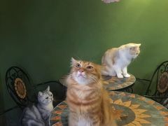 -猫猫幼稚园·撸猫·桌游·电玩