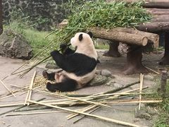 -都江堰中华大熊猫苑