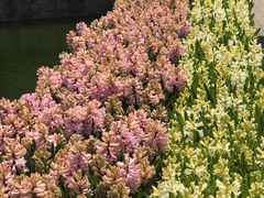-上海鲜花港