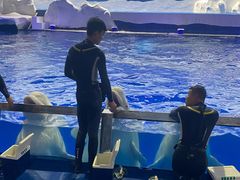 -秦皇岛乐岛海洋王国