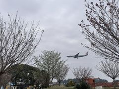 -空港花田景区