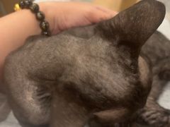 -楼上猫咖(罗湖店)