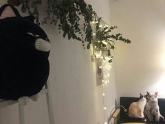 -豆老板的猫咖啡(碑林博物馆店)