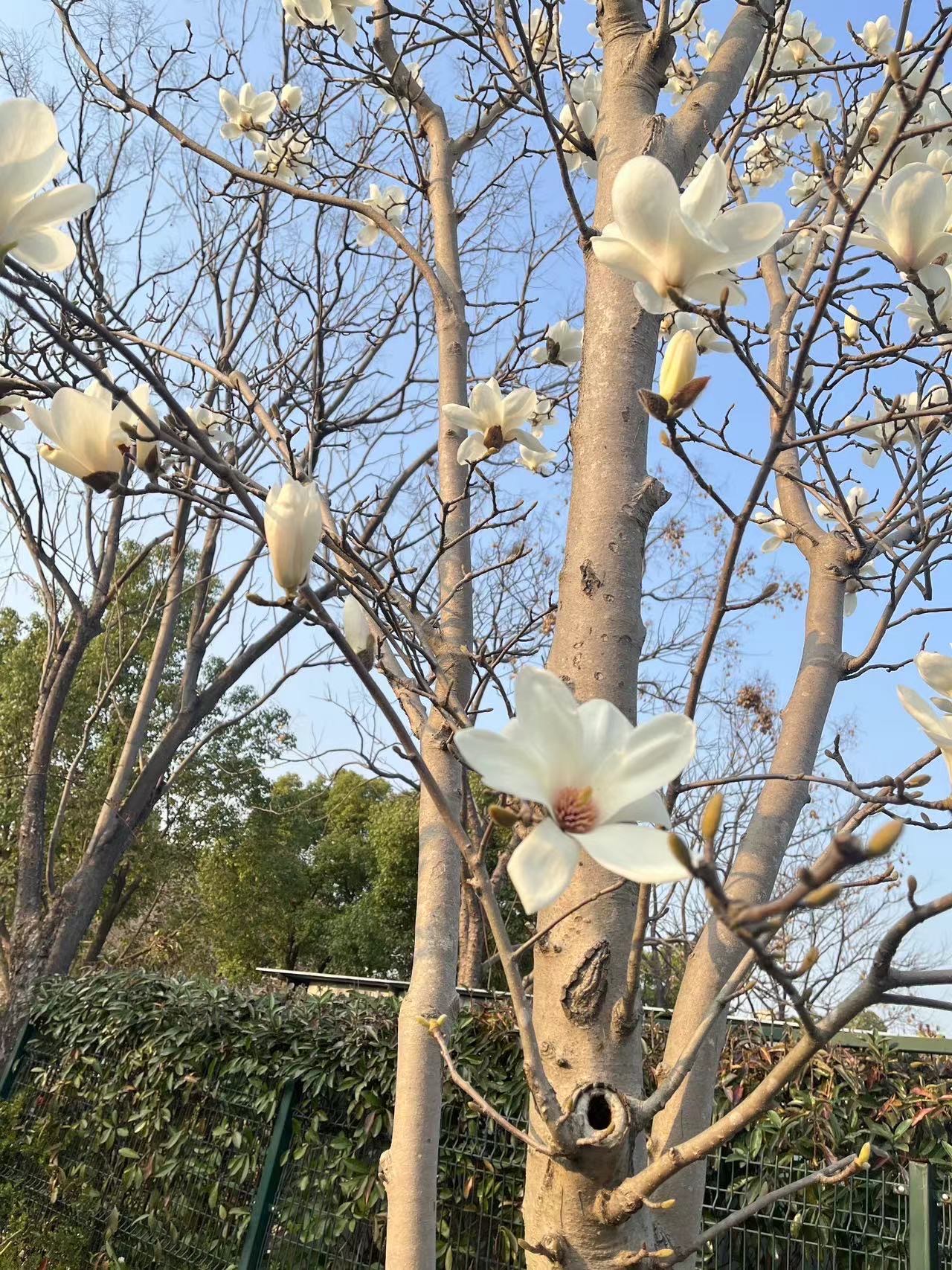 雅安市市花图片