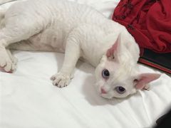 -Bastet sally猫舍购宠(静安店)