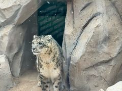 -青藏高原野生动物园