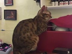 -猫色咖啡·猫咖