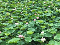 -荔湾湖公园