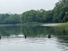 -西湖游船