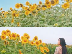 -映月湖中央公园