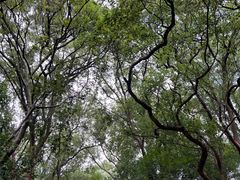 -上海佘山国家森林公园西佘山园