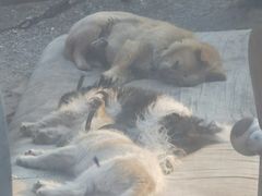 -丁家坡洋芋·观音桥好吃街A区(全国总店)