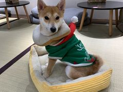 -逗柴咖啡屋·狗咖猫咖宠物桌游