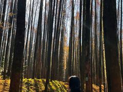 -山王坪喀斯特国家生态公园
