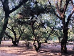 -北海金海湾红树林生态旅游区