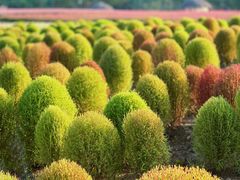 -径山花海