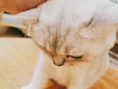 -滚猫咖啡·猫咖·猫友好撸猫(未来城店)